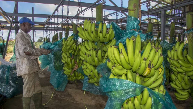 Chlordécone : une pollution qui pourrait hanter les sols antillais pendant 11 000 ans