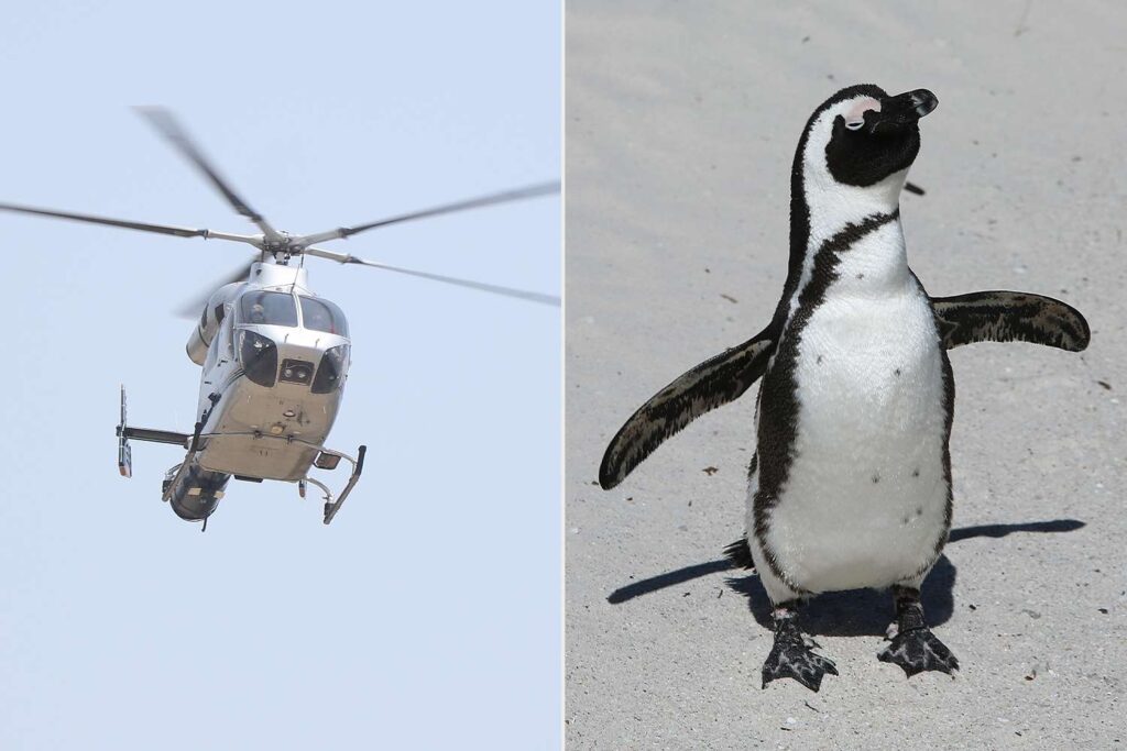 Un pingouin déclenche un crash d’hélicoptère en Afrique du Sud : l’erreur improbable