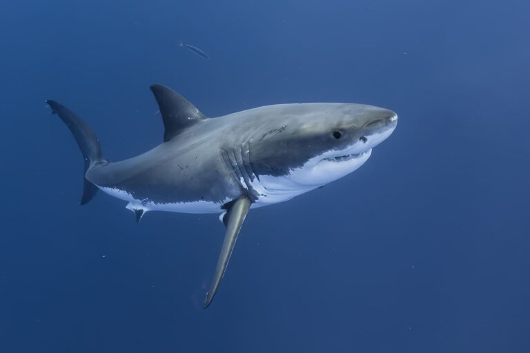 Une femme grièvement blessée lors d’une attaque de requin à Sydney