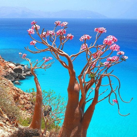 Rose Du Desert_Socotra