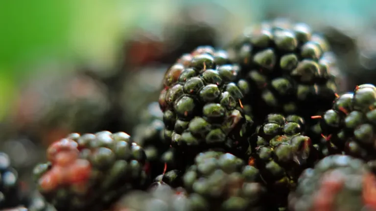 SANTÉ - Cinq fruits riches en fibres