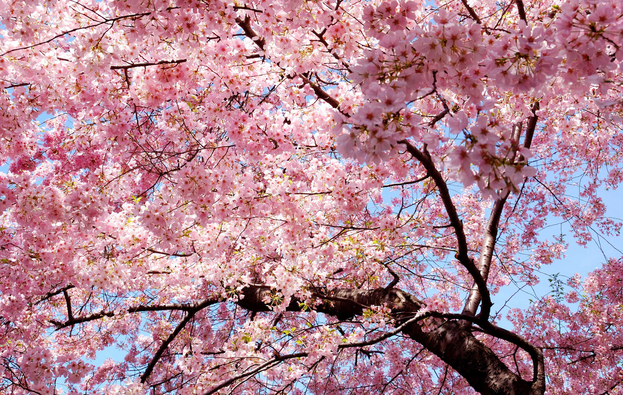 Un outil d’intelligence artificielle pour préserver les cerisiers en fleurs au Japon