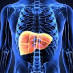 Une avancée scientifique majeure dans la régénération du foie et le traitement de ses maladies