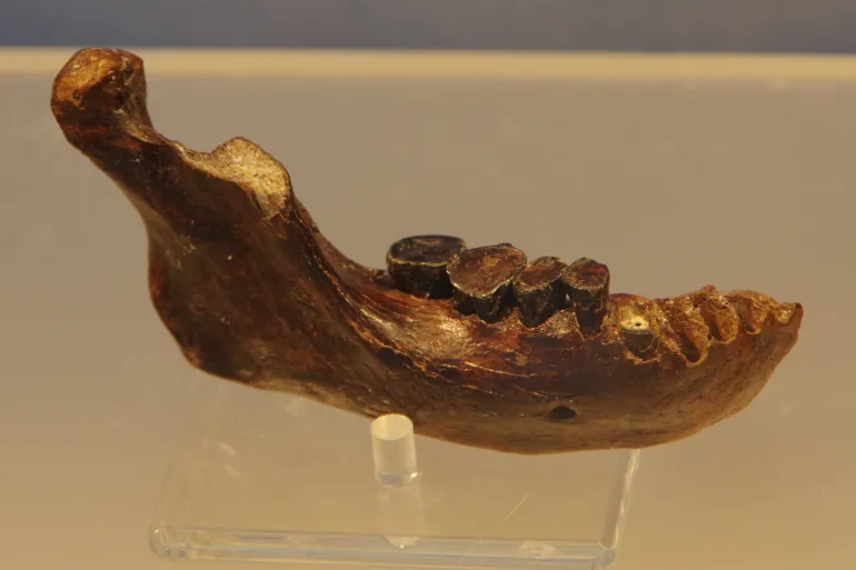 Une mystérieuse mâchoire révèle une lignée humaine vieille de 190 000 ans