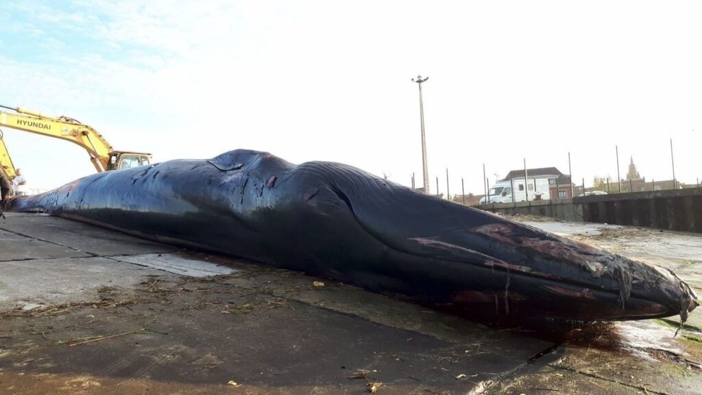 Baleine échouée à Calais : 18 mètres, 15 tonnes, et une autopsie impossible