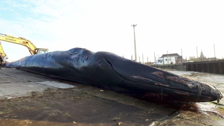 Baleine échouée à Calais : 18 mètres, 15 tonnes, et une autopsie impossible