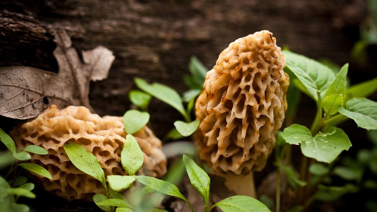 Jackpot forestier : quand Pierre, 73 ans, décroche la morille XXL