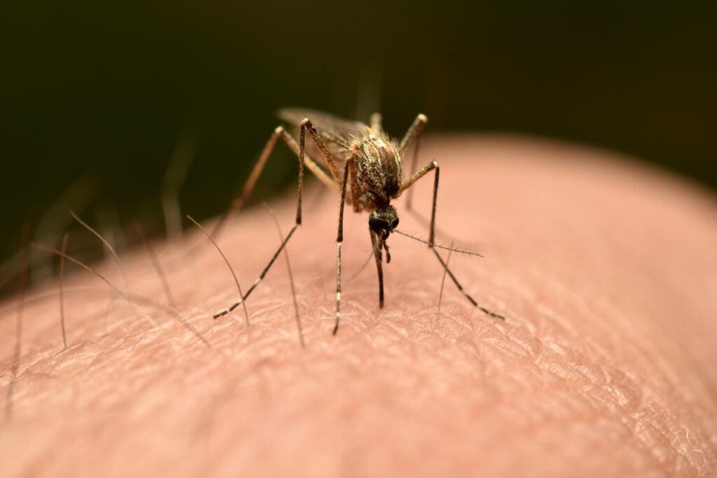 Chikungunya à La Réunion : le pic est passé, mais la vigilance reste de mise