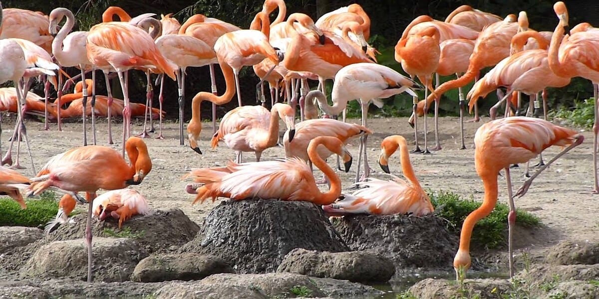 520 œufs de flamants roses détruits, une société de production condamnée