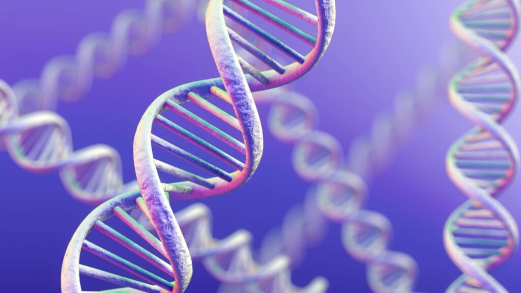 ADN humain : les traces d’une population ancestrale inconnue dans notre génome