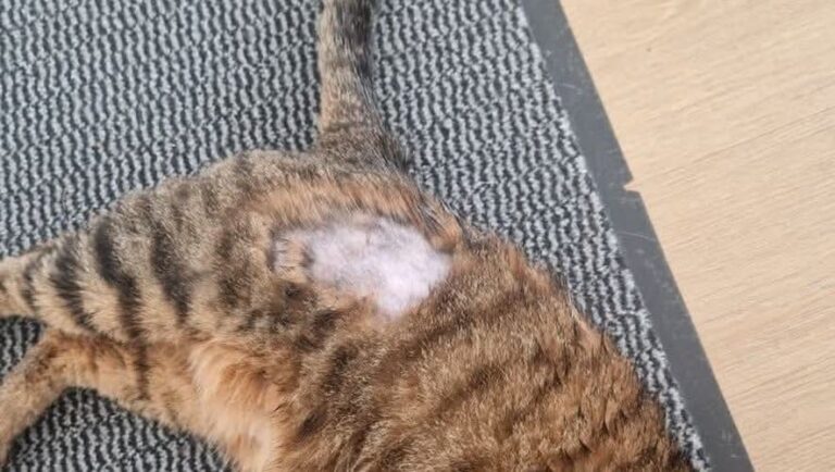 Mystérieux tondeur nocturne : les chats de Mazères perdent leurs poils