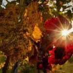 Un samedi estival avant un dimanche plus frais