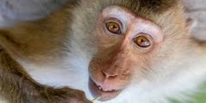 161 macaques euthanasiés : derrière l’argument sanitaire, un scandale étouffé ?