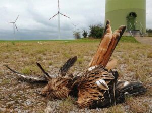 Enquête Entrevue - La face noire des éoliennes