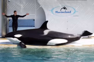 Marineland : les orques restent à Antibes, l’Espagne refuse leur transfert