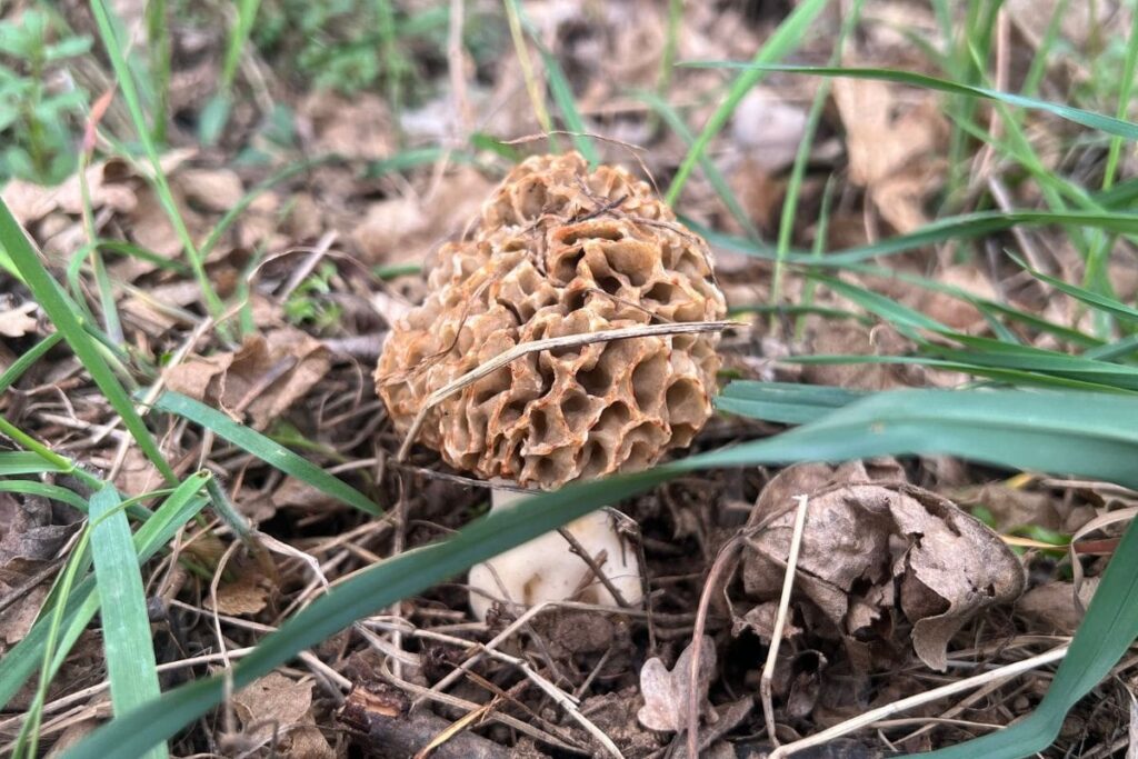 Morilles introuvables : le symptôme discret d’une forêt en souffrance