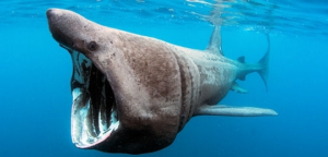 Un géant des mers remonté dans des filets catalans
