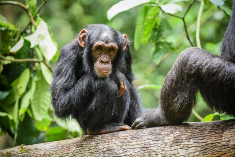 Une mère adoptive accusée d’avoir échangé une adolescente contre un singe
