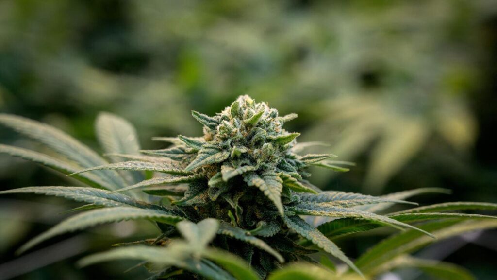 Du Canada vers la France, le cannabis traversait l’Atlantique en soute