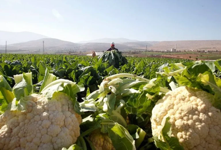 6 bienfaits du chou-fleur pour la santé