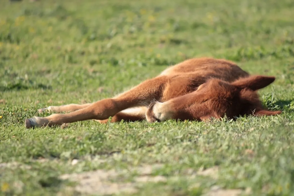Occitanie : un poney mutilé et abandonné meurt malgré des soins hélas tardifs