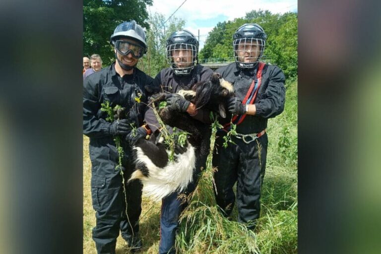 Lot-et-Garonne : un bouc sème la pagaille, un train doit s’arrêter en urgence