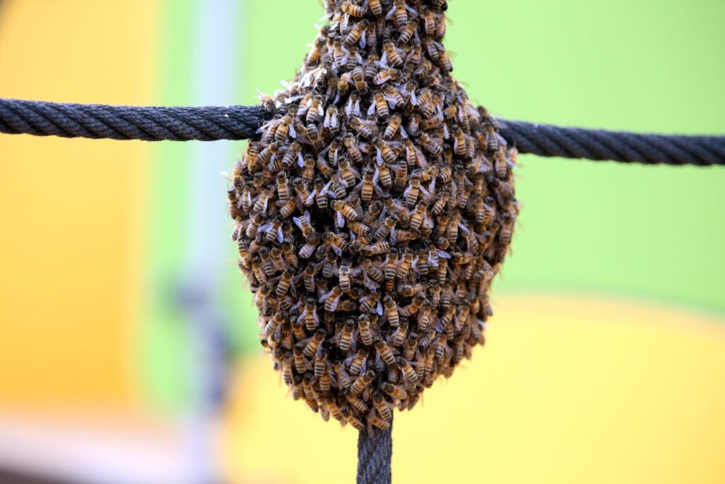 Occitanie : des essaims d’abeilles dans le ciel, pas de panique, c’est la saison