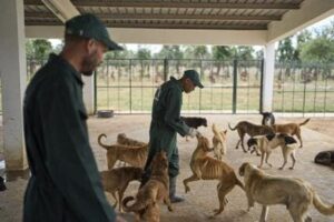 Chiens errants au Maroc : un nouveau programme pour concilier santé publique et bien-être animal