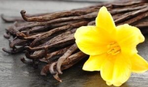 En Bretagne, une vanille d’exception fait son apparition sous serre