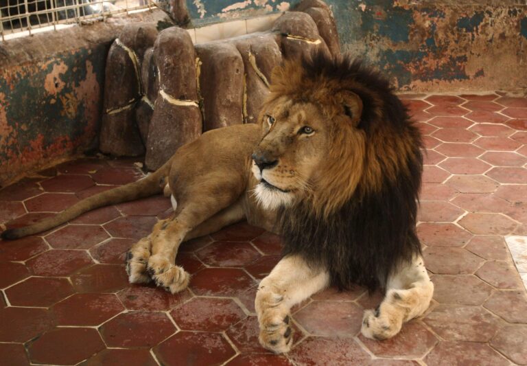Namibie – Un touriste tué par un lion dans un camp de luxe alors qu&rsquo;il quittait sa tente pour aller aux toilettes — photo