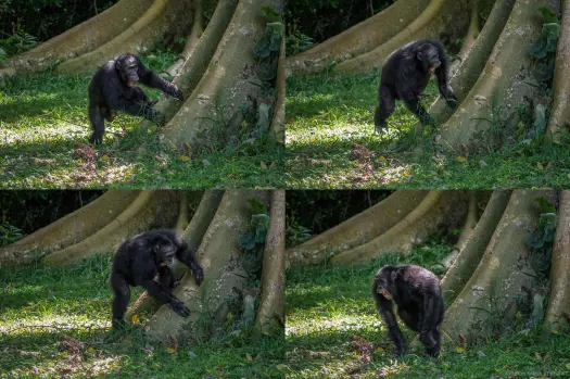 Les chimpanzés tambourinent avec régularité : une forme ancienne de communication révélée