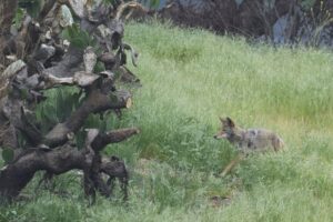 La nature renaît après les flammes : la faune reprend ses droits dans la zone incendiée d’Eaton