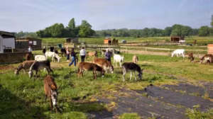 De l'enfer de Gaza à la douceur bretonne : vingt-trois ânes trouvent enfin la paix