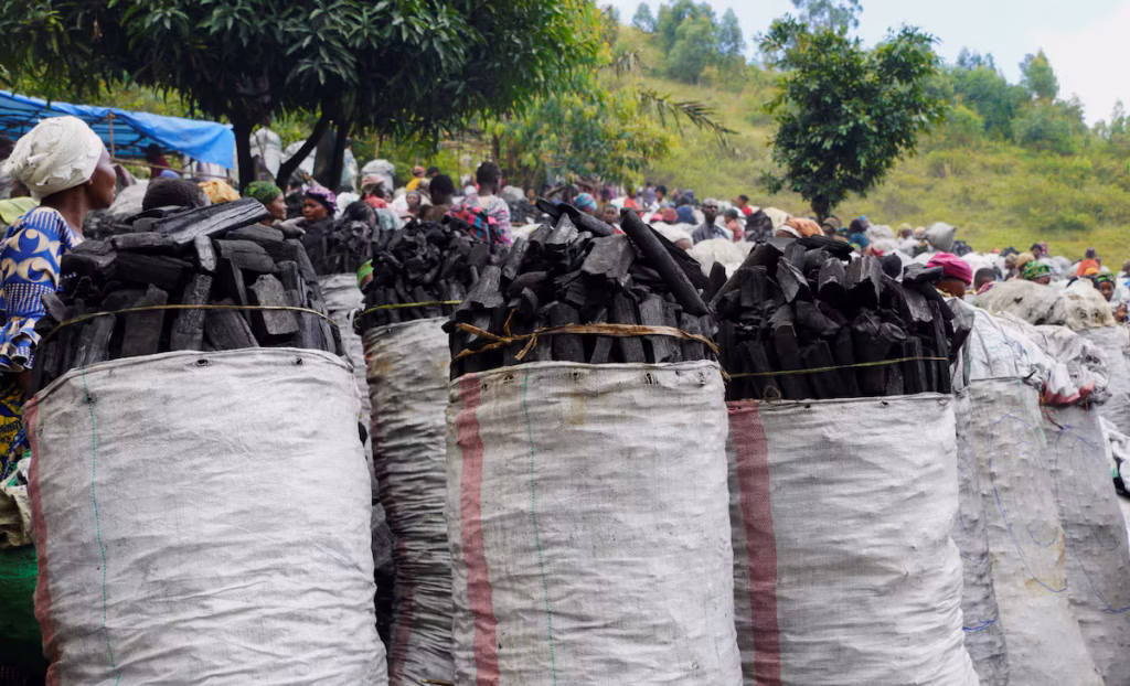 Explosion de l’exploitation illégale du charbon de bois au Congo : les gorilles de Grauer en danger