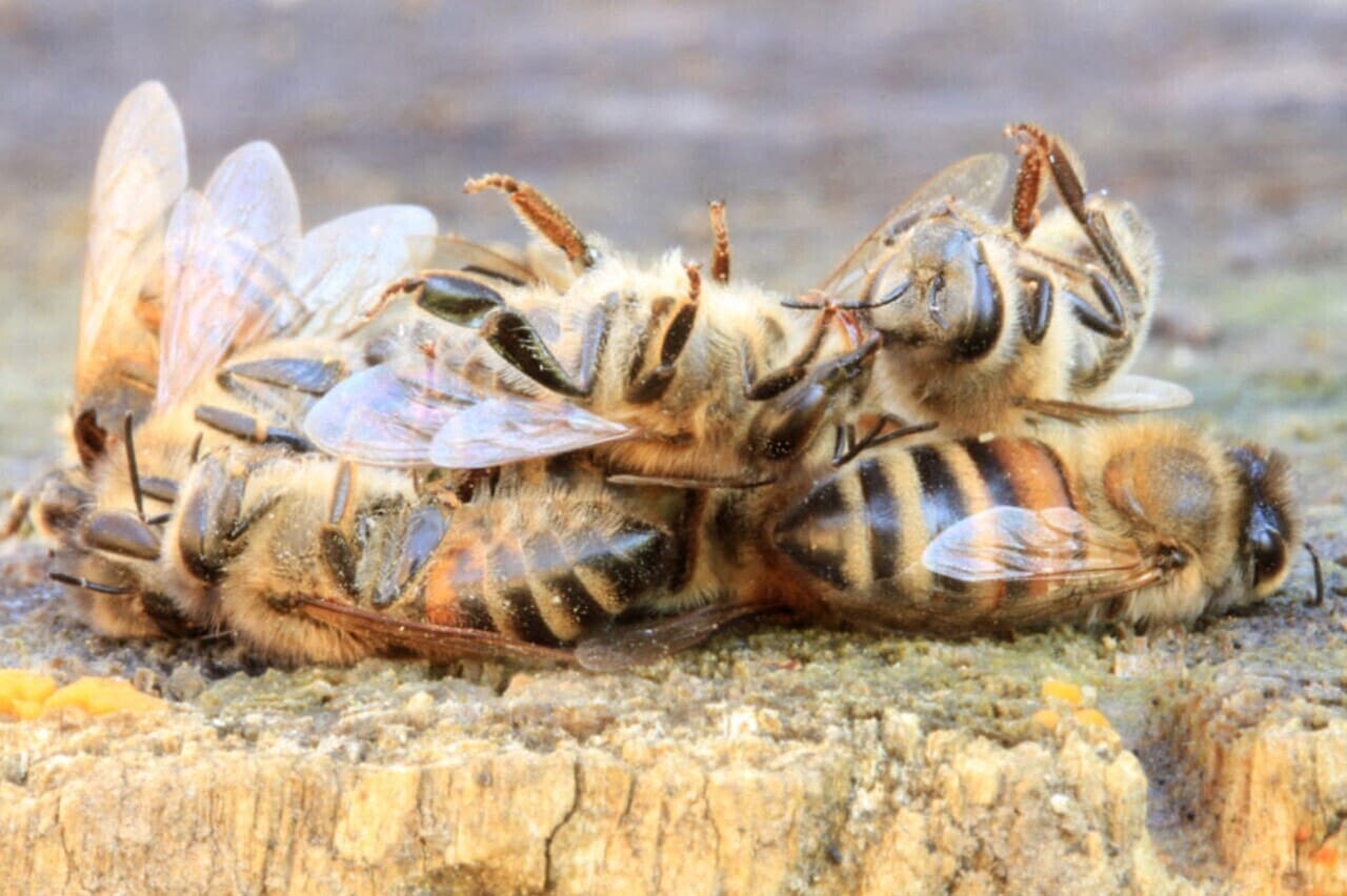 Loi Duplomb : les néonicotinoïdes sont-ils réellement dangereux ?