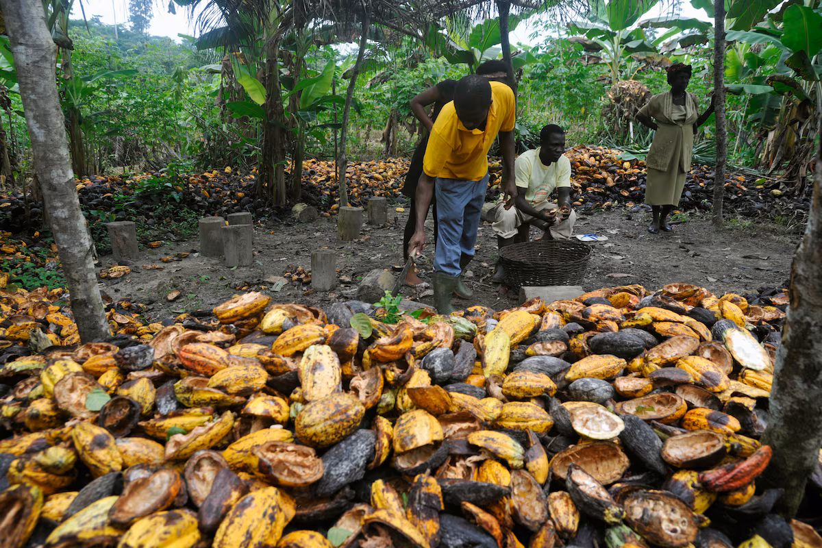 Face à l'effondrement de la production, le Ghana va acquérir 200 000 hectares pour relancer le cacao