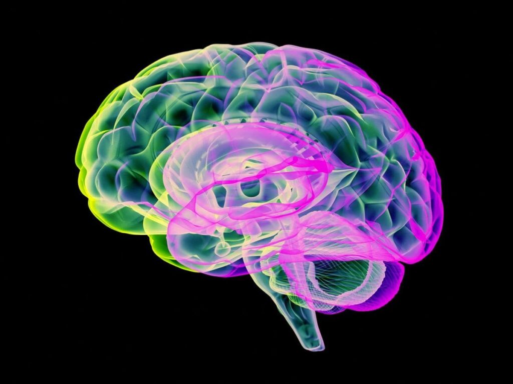 Ces microplastiques dans notre cerveau qui pourraient miner notre santé mentale