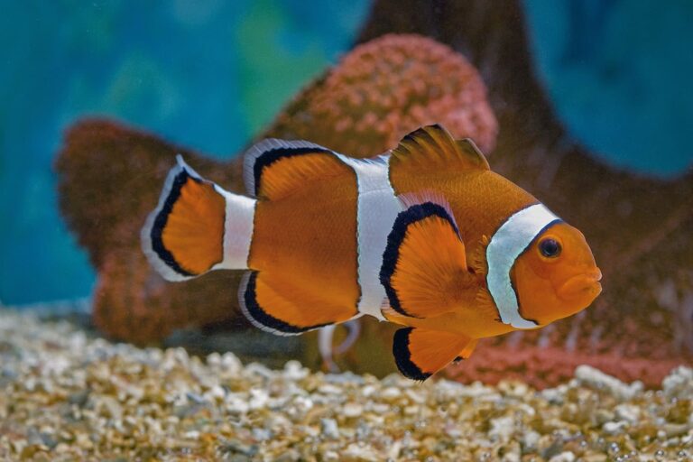 Les poissons-clowns rétrécissent pour survivre aux vagues de chaleur océaniques