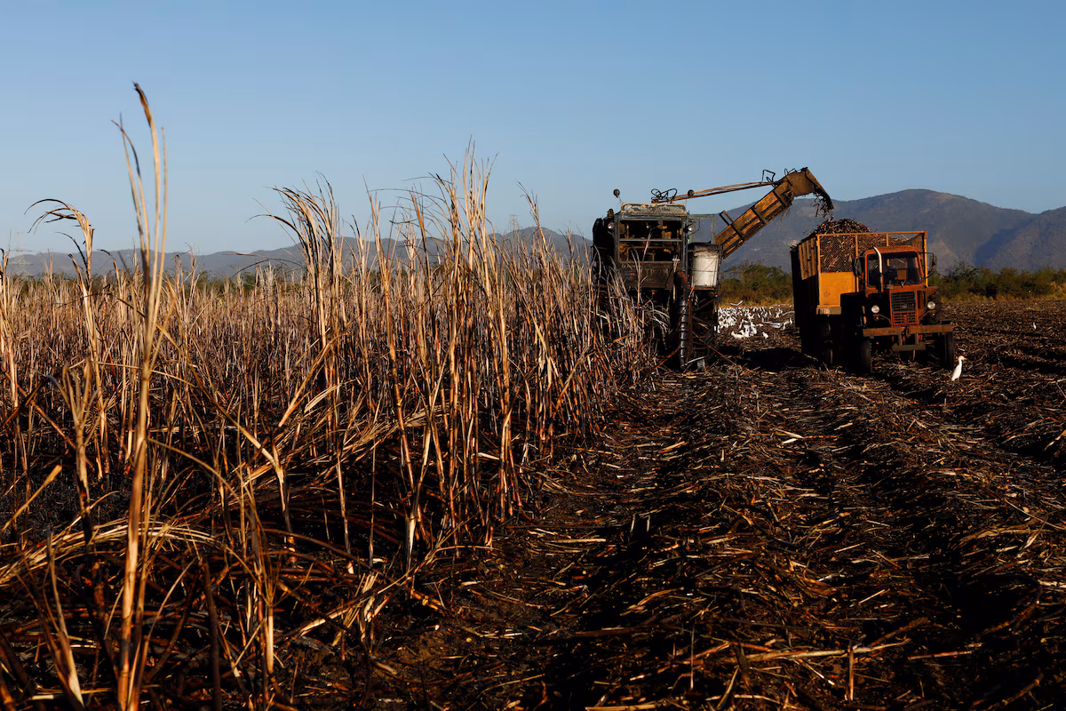 Cuba produit son plus faible volume de sucre depuis plus d’un siècle, menaçant l’industrie du rhum