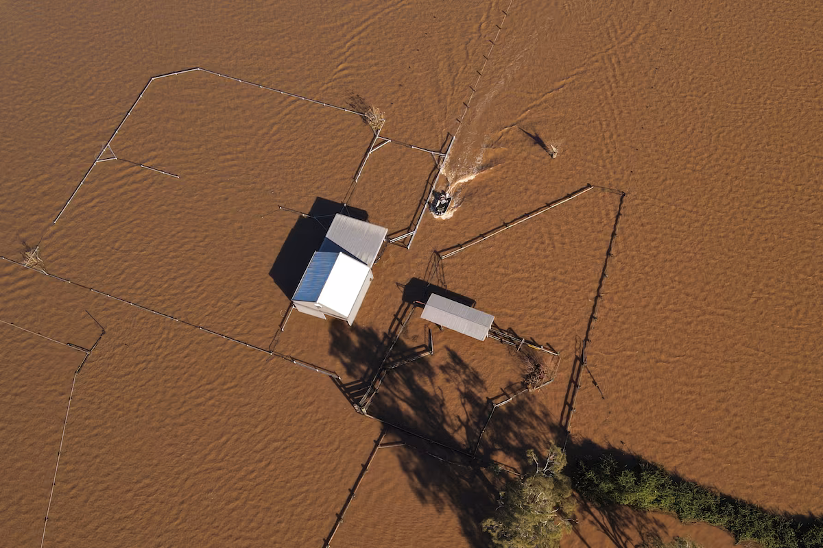 Inondations en Australie : des hélicoptères parachutent du fourrage aux agriculteurs isolés