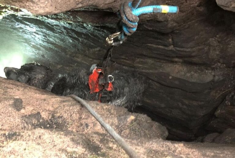 Miracle au col d’Iparla : un épagneul sauvé après une semaine coincé dans une cavité