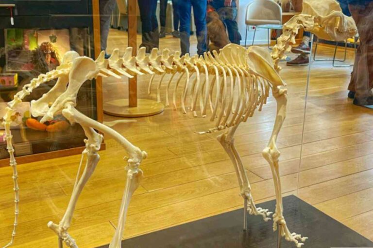  À Aubervilliers, un premier musée du chien pour les humains… et leurs compagnons