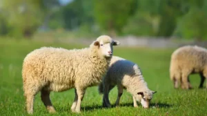 Elbeuf : des moutons en vadrouille sèment la surprise sur un axe très fréquenté