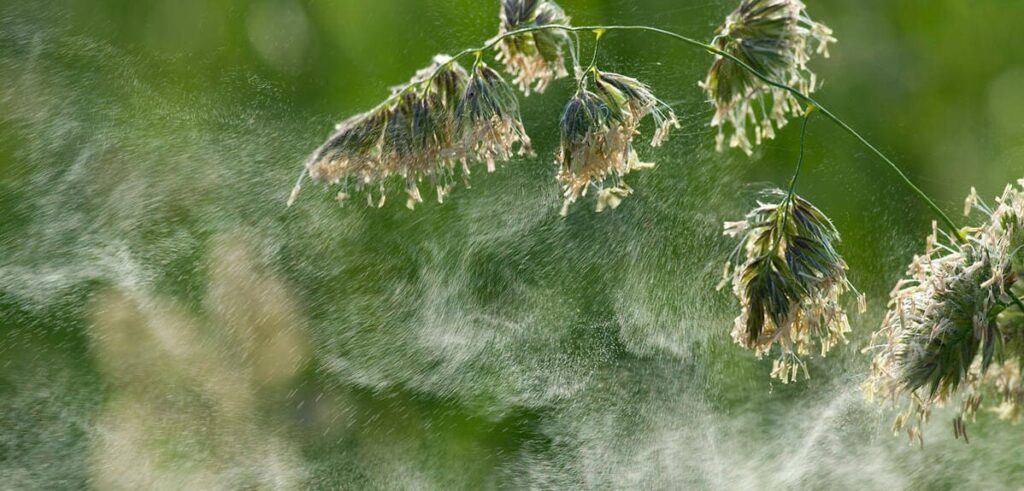Allergies respiratoires : quand le corps s'emballe face au printemps