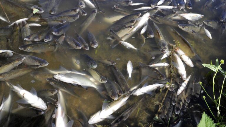 Du poison dans le poisson : dix intoxiqués à Rennes