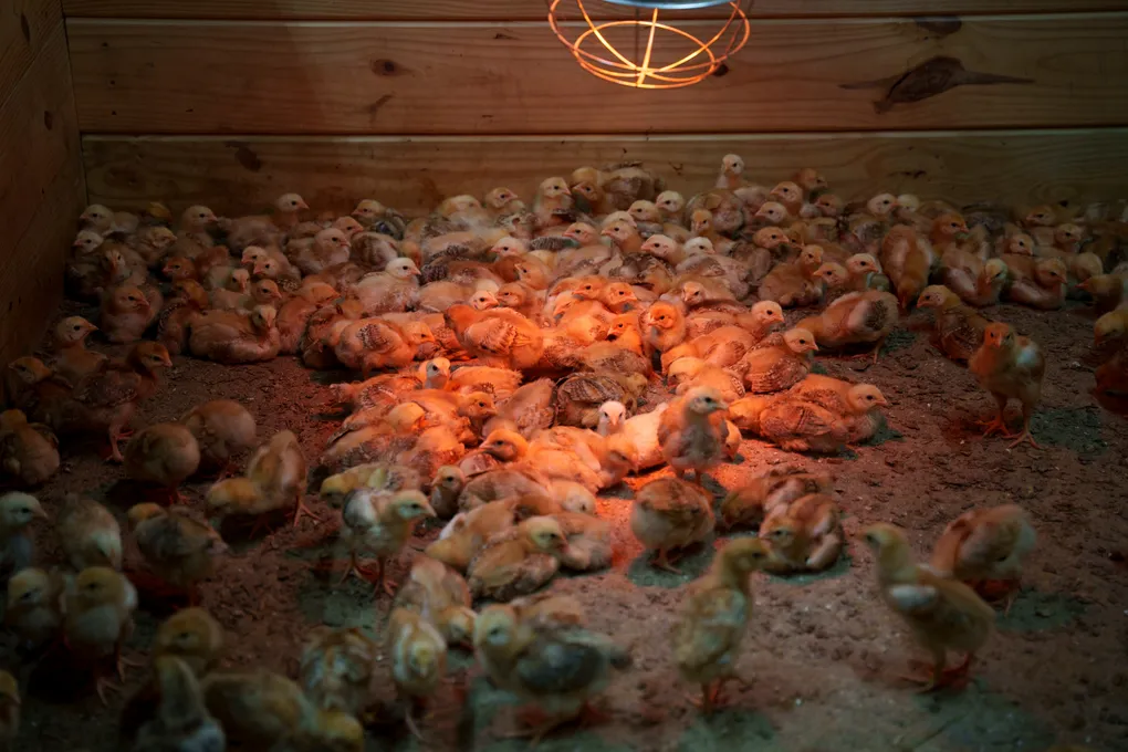 Des milliers de poussins abandonnés dans un camion de la poste américaine submergent un refuge animalier