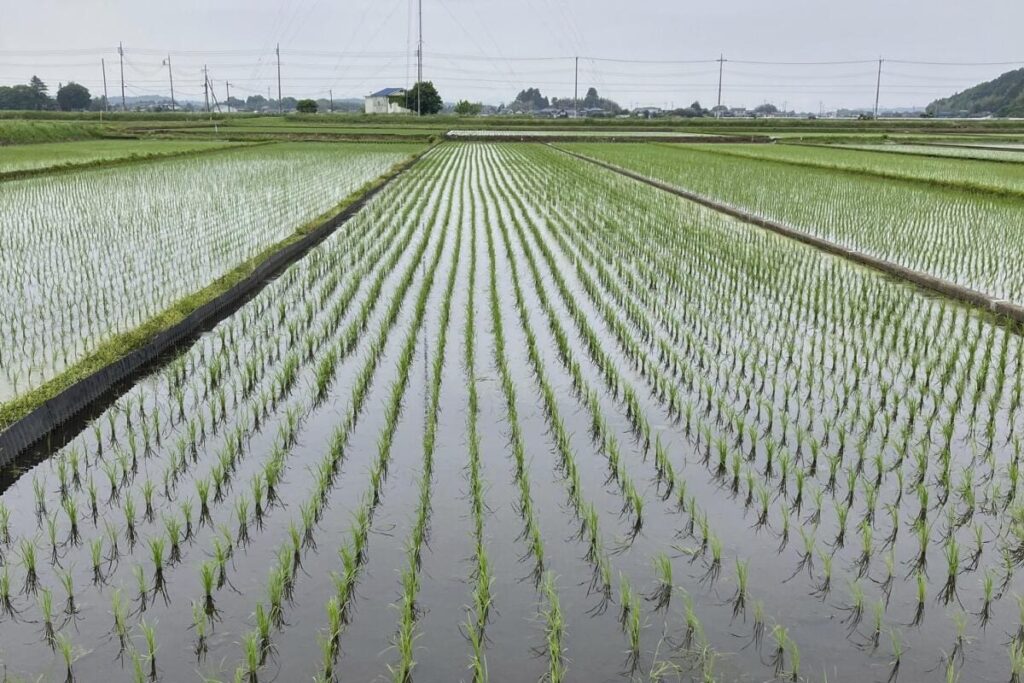 Crise du riz au Japon : pourquoi la situation est devenue si critique