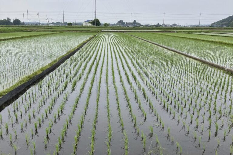 Crise du riz au Japon : pourquoi la situation est devenue si critique