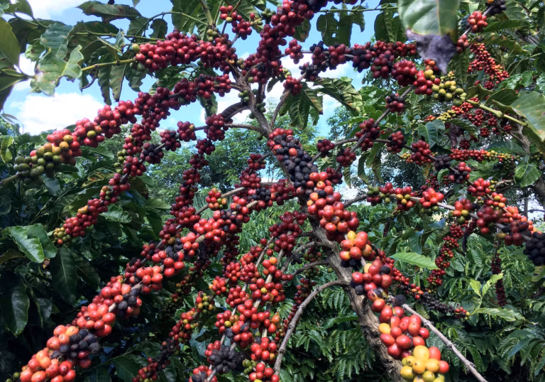 Le Brésil s’apprête à battre un record de récolte de café Robusta en 2025, faisant chuter les prix