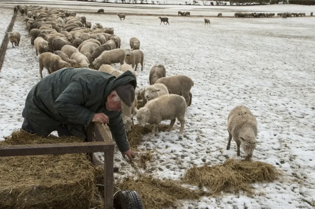 La Nouvelle-Zélande a encore plus de moutons que d’habitants — mais l’écart se resserre